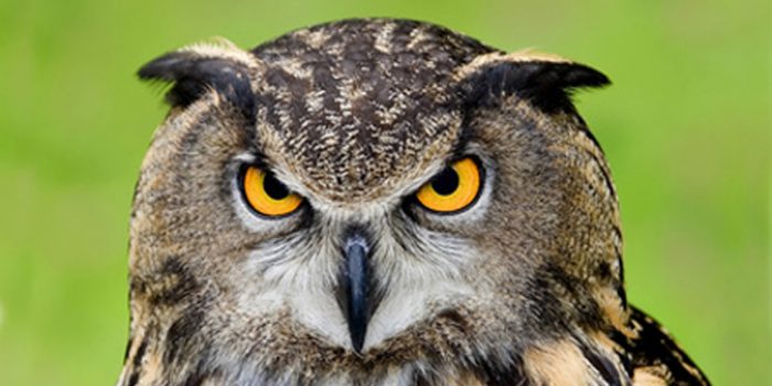 Aprende a usar las hojas de estilo CSS